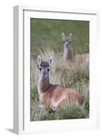 Patagonia, South America. Two young guanacos, called Chulengo.-Karen Ann Sullivan-Framed Photographic Print