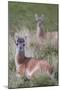 Patagonia, South America. Two young guanacos, called Chulengo.-Karen Ann Sullivan-Mounted Photographic Print