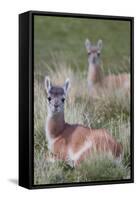 Patagonia, South America. Two young guanacos, called Chulengo.-Karen Ann Sullivan-Framed Stretched Canvas