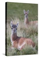 Patagonia, South America. Two young guanacos, called Chulengo.-Karen Ann Sullivan-Stretched Canvas