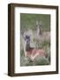Patagonia, South America. Two young guanacos, called Chulengo.-Karen Ann Sullivan-Framed Photographic Print