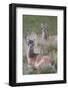 Patagonia, South America. Two young guanacos, called Chulengo.-Karen Ann Sullivan-Framed Photographic Print