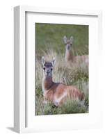 Patagonia, South America. Two young guanacos, called Chulengo.-Karen Ann Sullivan-Framed Photographic Print