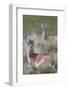 Patagonia, South America. Two young guanacos, called Chulengo.-Karen Ann Sullivan-Framed Photographic Print