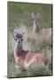 Patagonia, South America. Two young guanacos, called Chulengo.-Karen Ann Sullivan-Mounted Photographic Print