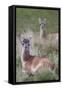 Patagonia, South America. Two young guanacos, called Chulengo.-Karen Ann Sullivan-Framed Stretched Canvas