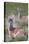 Patagonia, South America. Two young guanacos, called Chulengo.-Karen Ann Sullivan-Stretched Canvas