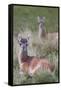 Patagonia, South America. Two young guanacos, called Chulengo.-Karen Ann Sullivan-Framed Stretched Canvas
