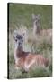 Patagonia, South America. Two young guanacos, called Chulengo.-Karen Ann Sullivan-Stretched Canvas