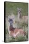 Patagonia, South America. Two young guanacos, called Chulengo.-Karen Ann Sullivan-Framed Stretched Canvas