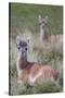 Patagonia, South America. Two young guanacos, called Chulengo.-Karen Ann Sullivan-Stretched Canvas