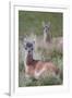 Patagonia, South America. Two young guanacos, called Chulengo.-Karen Ann Sullivan-Framed Photographic Print