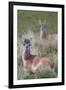 Patagonia, South America. Two young guanacos, called Chulengo.-Karen Ann Sullivan-Framed Photographic Print