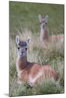 Patagonia, South America. Two young guanacos, called Chulengo.-Karen Ann Sullivan-Mounted Photographic Print