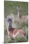 Patagonia, South America. Two young guanacos, called Chulengo.-Karen Ann Sullivan-Mounted Photographic Print