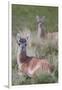 Patagonia, South America. Two young guanacos, called Chulengo.-Karen Ann Sullivan-Framed Photographic Print