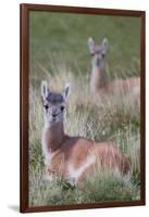 Patagonia, South America. Two young guanacos, called Chulengo.-Karen Ann Sullivan-Framed Photographic Print