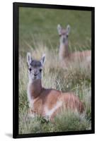 Patagonia, South America. Two young guanacos, called Chulengo.-Karen Ann Sullivan-Framed Photographic Print