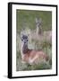 Patagonia, South America. Two young guanacos, called Chulengo.-Karen Ann Sullivan-Framed Photographic Print