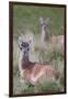 Patagonia, South America. Two young guanacos, called Chulengo.-Karen Ann Sullivan-Framed Premium Photographic Print