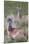 Patagonia, South America. Two young guanacos, called Chulengo.-Karen Ann Sullivan-Mounted Premium Photographic Print