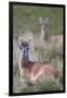 Patagonia, South America. Two young guanacos, called Chulengo.-Karen Ann Sullivan-Framed Premium Photographic Print