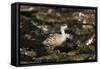 Patagonian Crested Duck-Joe McDonald-Framed Stretched Canvas