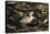 Patagonian Crested Duck-Joe McDonald-Stretched Canvas