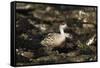 Patagonian Crested Duck-Joe McDonald-Framed Stretched Canvas