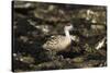 Patagonian Crested Duck-Joe McDonald-Stretched Canvas