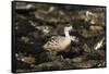 Patagonian Crested Duck-Joe McDonald-Framed Stretched Canvas