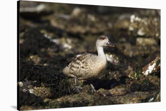 Patagonian Crested Duck-Joe McDonald-Stretched Canvas