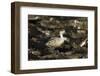 Patagonian Crested Duck-Joe McDonald-Framed Photographic Print