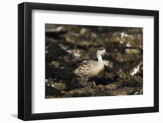 Patagonian Crested Duck-Joe McDonald-Framed Photographic Print