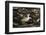 Patagonian Crested Duck-Joe McDonald-Framed Photographic Print