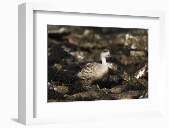 Patagonian Crested Duck-Joe McDonald-Framed Photographic Print