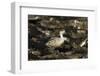 Patagonian Crested Duck-Joe McDonald-Framed Photographic Print