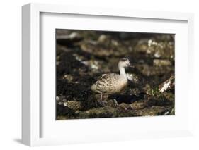 Patagonian Crested Duck-Joe McDonald-Framed Photographic Print