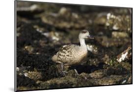 Patagonian Crested Duck-Joe McDonald-Mounted Photographic Print