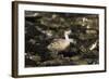 Patagonian Crested Duck-Joe McDonald-Framed Photographic Print