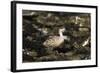 Patagonian Crested Duck-Joe McDonald-Framed Photographic Print