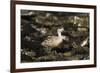 Patagonian Crested Duck-Joe McDonald-Framed Photographic Print