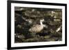 Patagonian Crested Duck-Joe McDonald-Framed Photographic Print