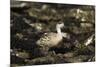 Patagonian Crested Duck-Joe McDonald-Mounted Photographic Print