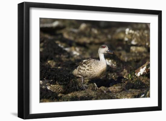 Patagonian Crested Duck-Joe McDonald-Framed Photographic Print