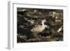 Patagonian Crested Duck-Joe McDonald-Framed Photographic Print