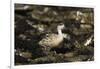 Patagonian Crested Duck-Joe McDonald-Framed Photographic Print