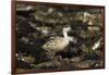 Patagonian Crested Duck-Joe McDonald-Framed Photographic Print