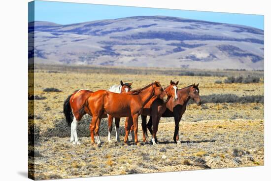 Patagonian Pampas on a Summer Day. the Herd of Wild Mustangs-kavram-Stretched Canvas