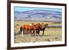 Patagonian Pampas on a Summer Day. the Herd of Wild Mustangs-kavram-Framed Photographic Print